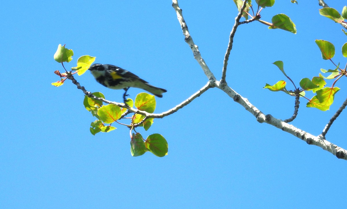 Yellow-rumped Warbler - ML638795406