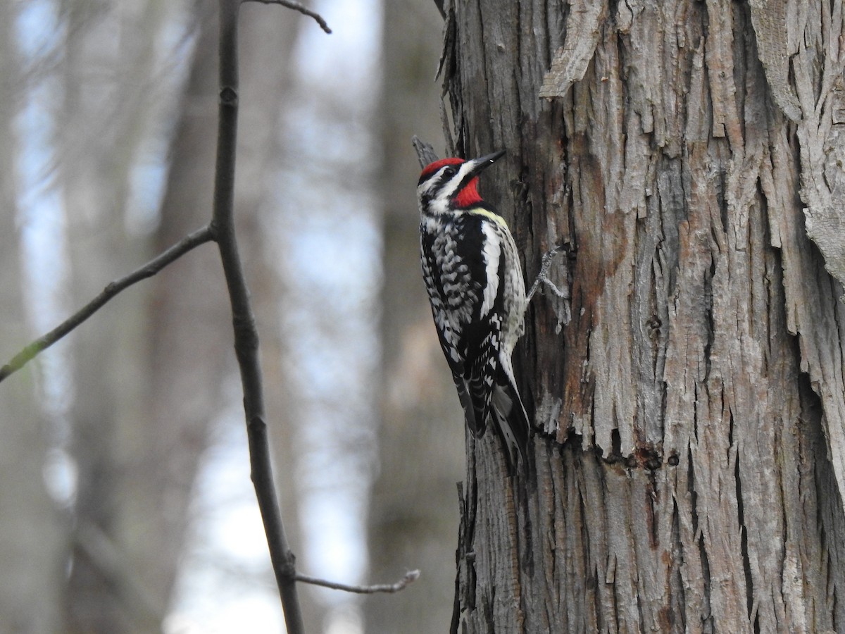 Yellow-bellied Sapsucker - ML638795409