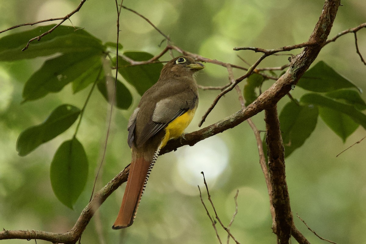 Amazonian Black-throated Trogon - ML638795413