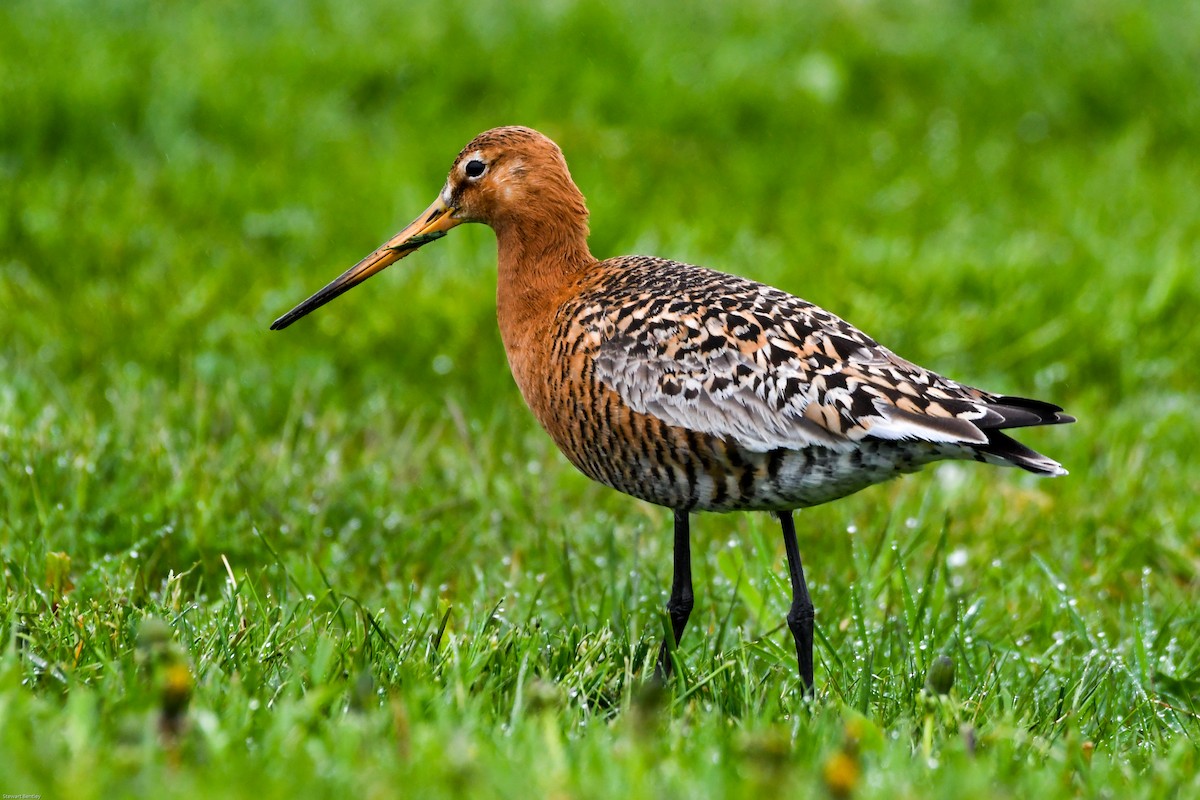 Black-tailed Godwit - ML638795433