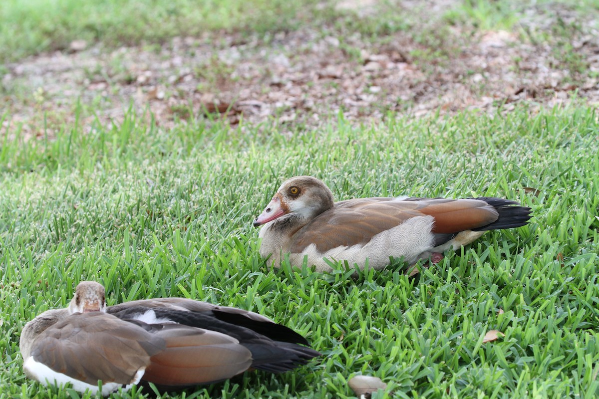 Egyptian Goose - ML638795445