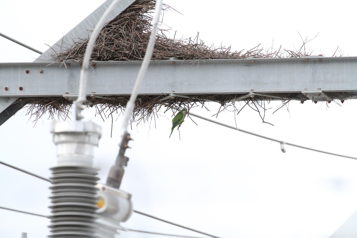 Monk Parakeet - ML638795461