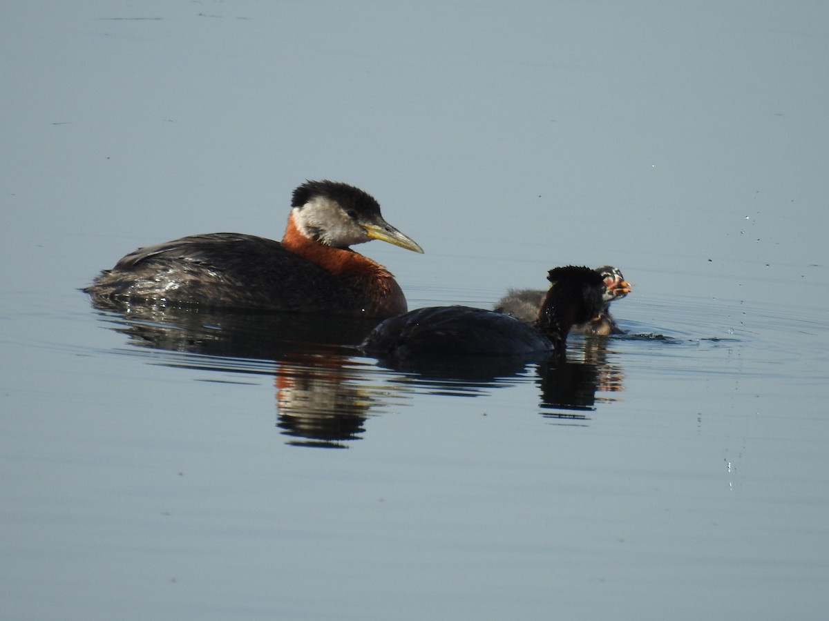 Red-necked Grebe - ML638795471