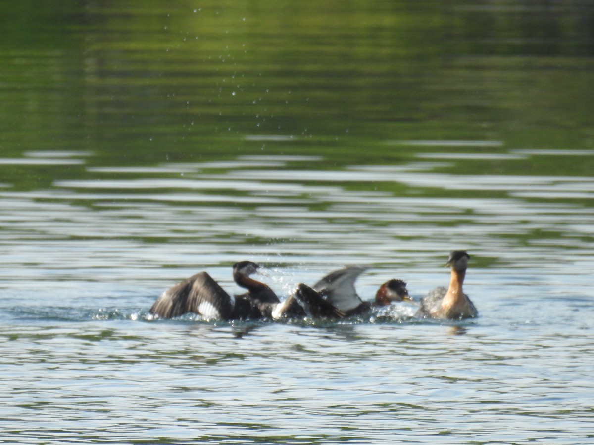 Red-necked Grebe - ML638795472