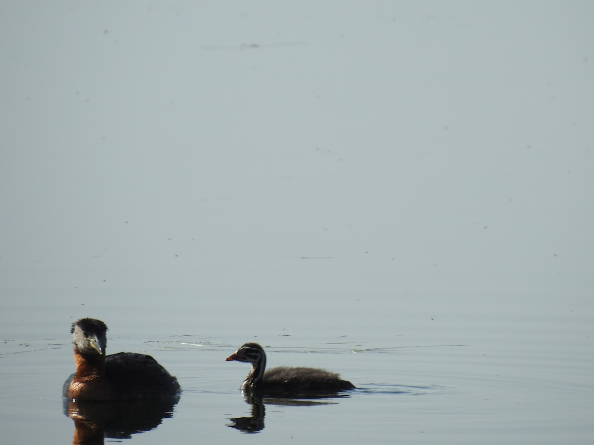 Red-necked Grebe - ML638795473