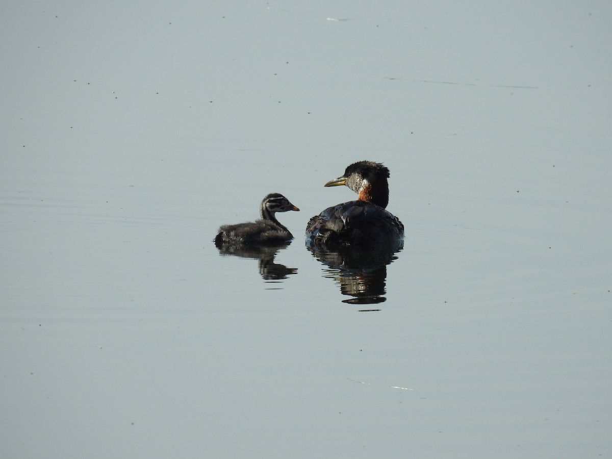 Red-necked Grebe - ML638795474