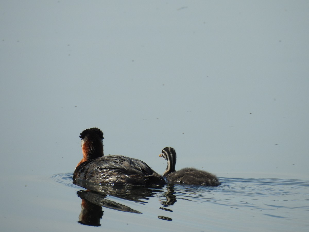 Red-necked Grebe - ML638795475