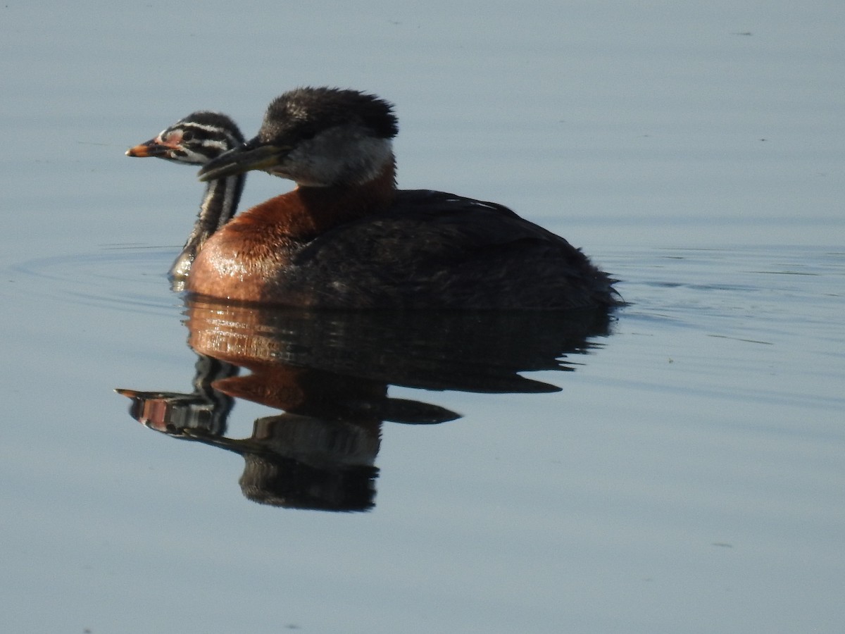 Red-necked Grebe - ML638795476