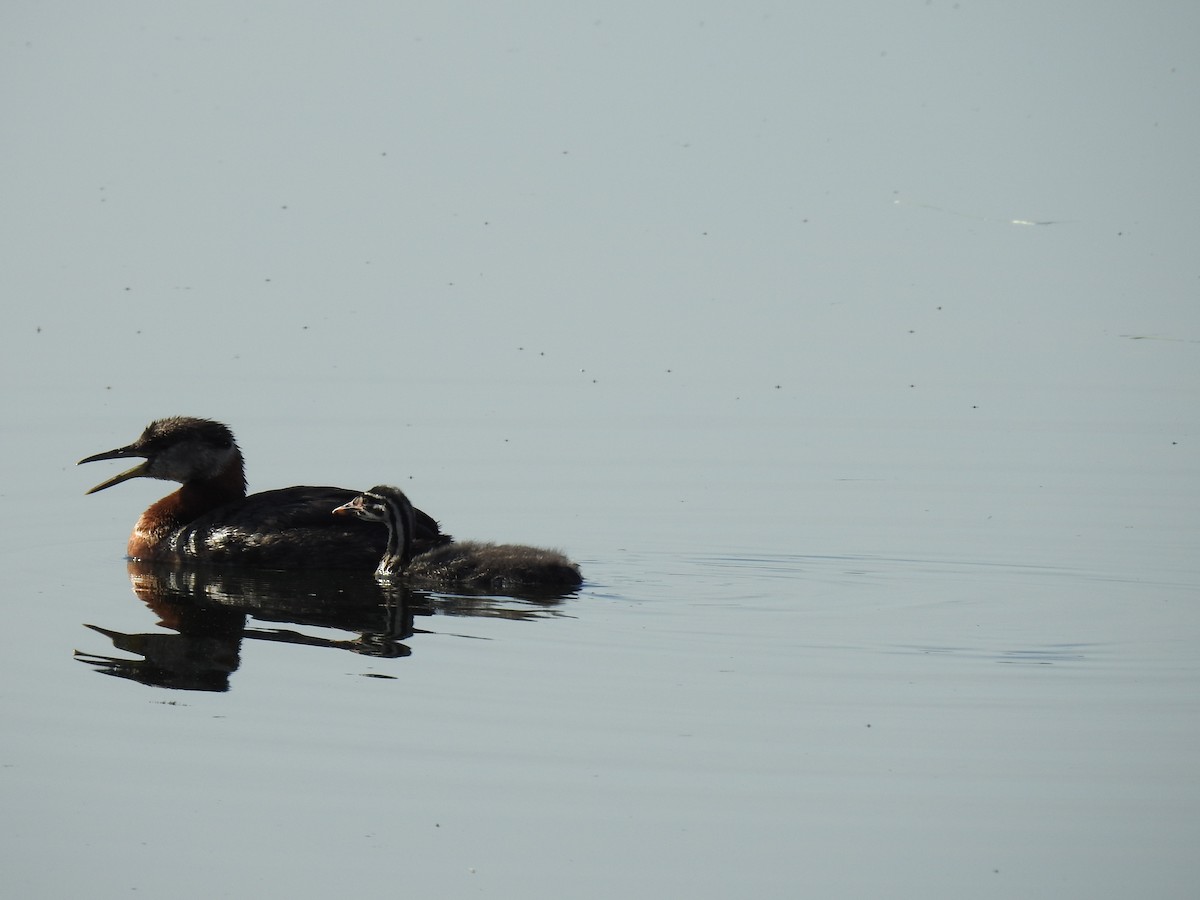 Red-necked Grebe - ML638795477