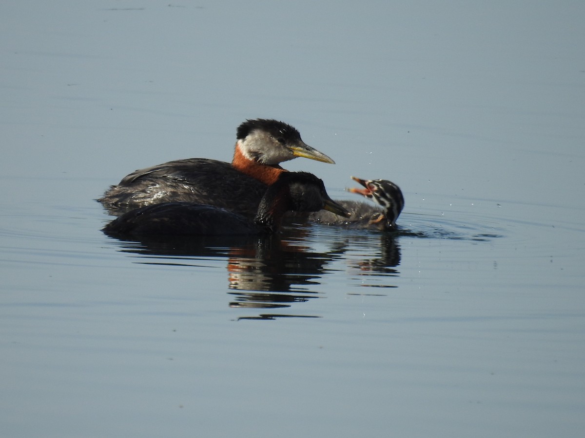 Red-necked Grebe - ML638795478