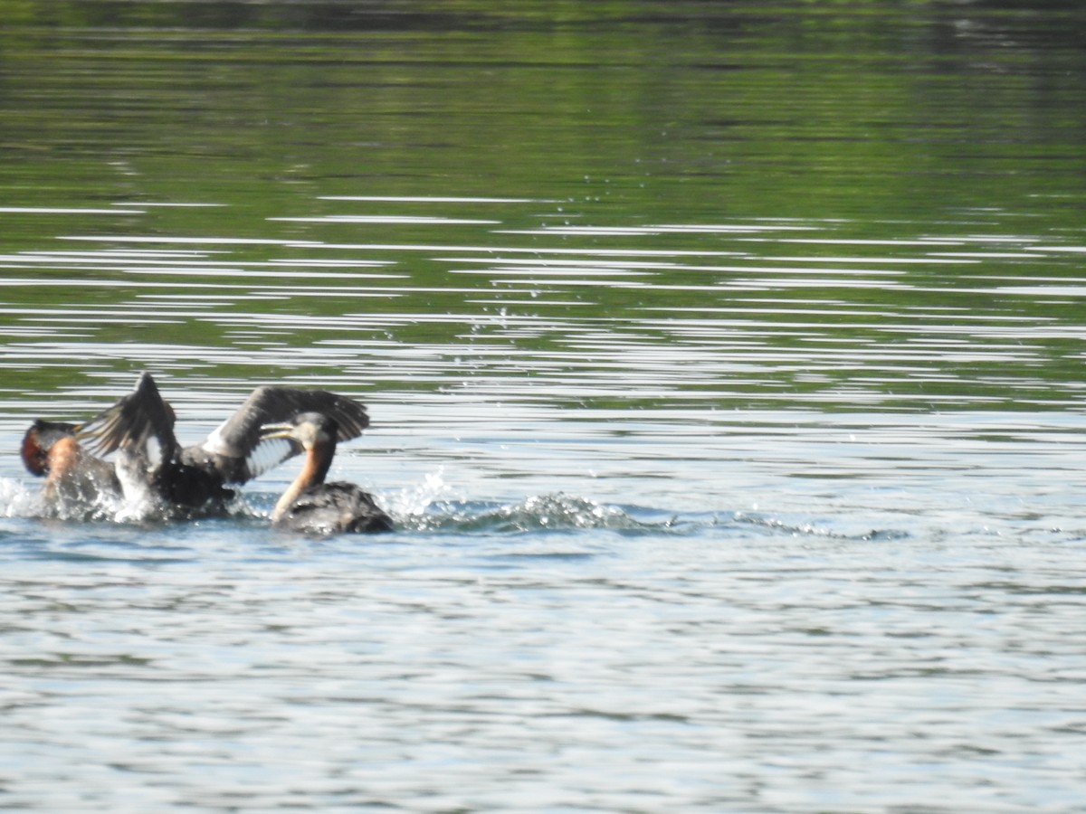 Red-necked Grebe - ML638795479