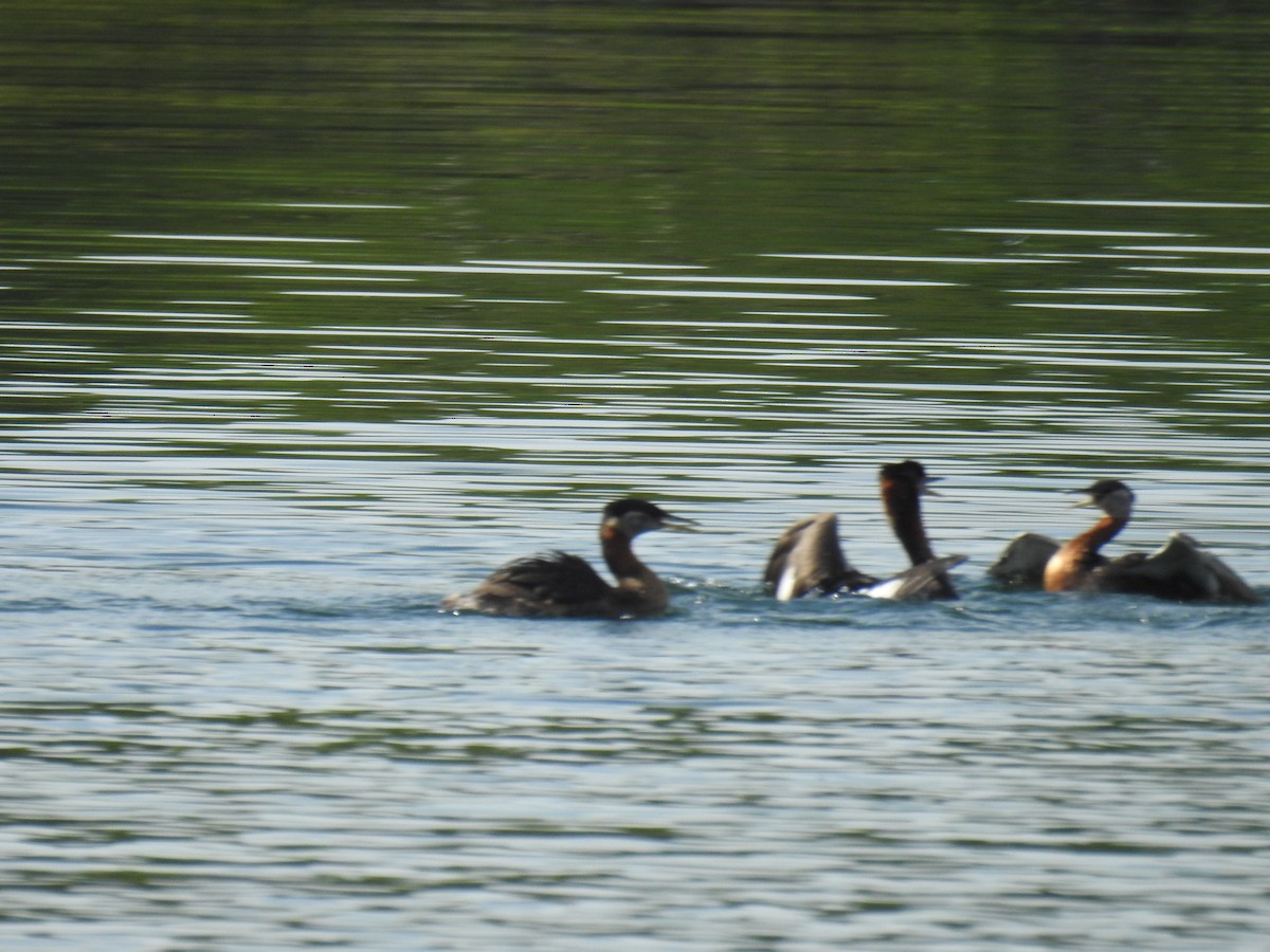Red-necked Grebe - ML638795480