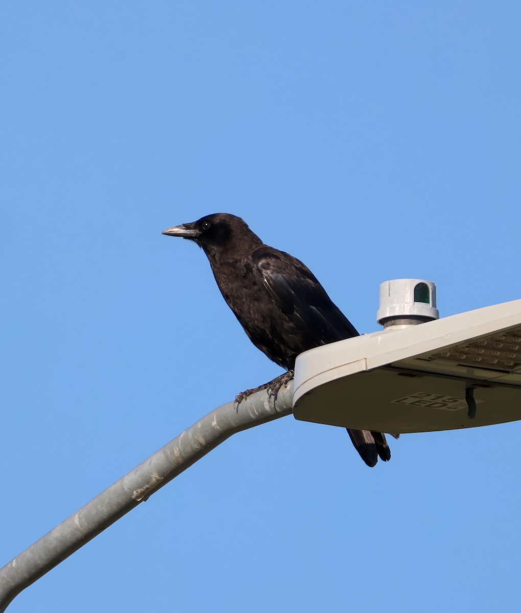 Fish Crow - ML638795482