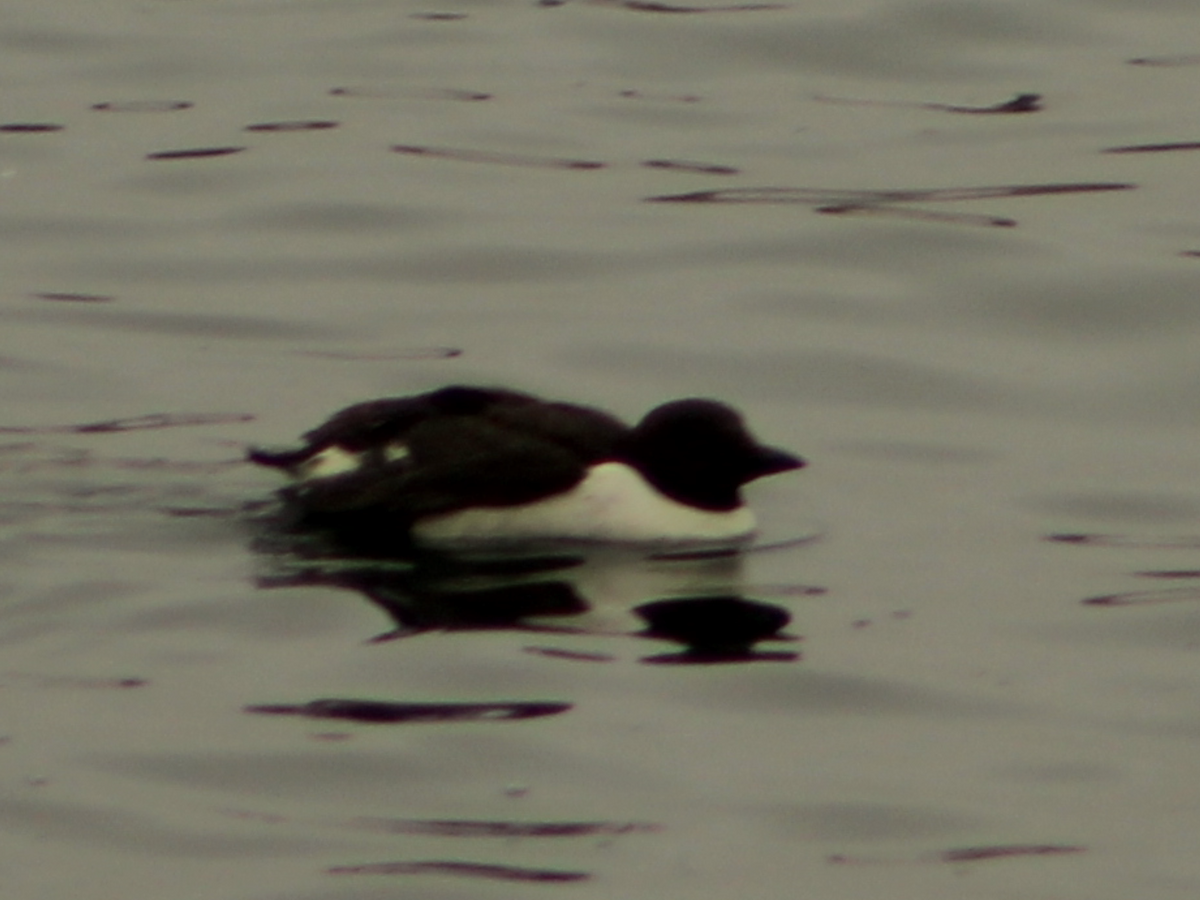 Thick-billed/Common Murre - ML638795490