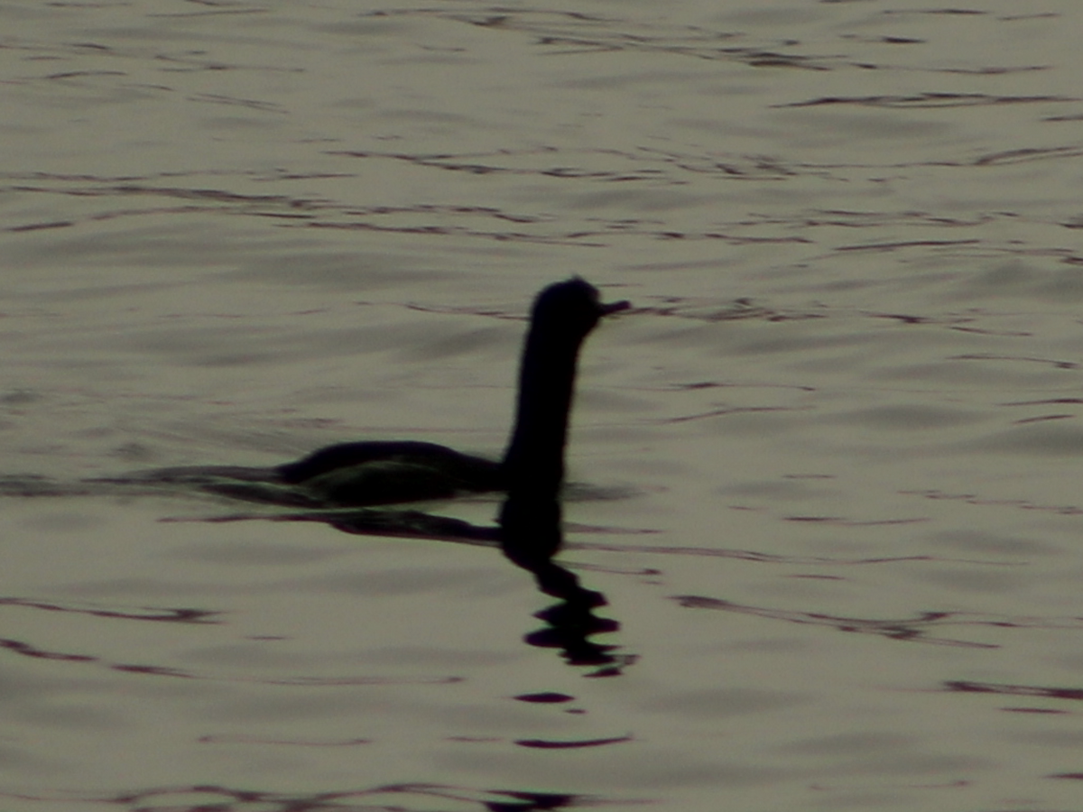 cormorant sp. - ML638795515