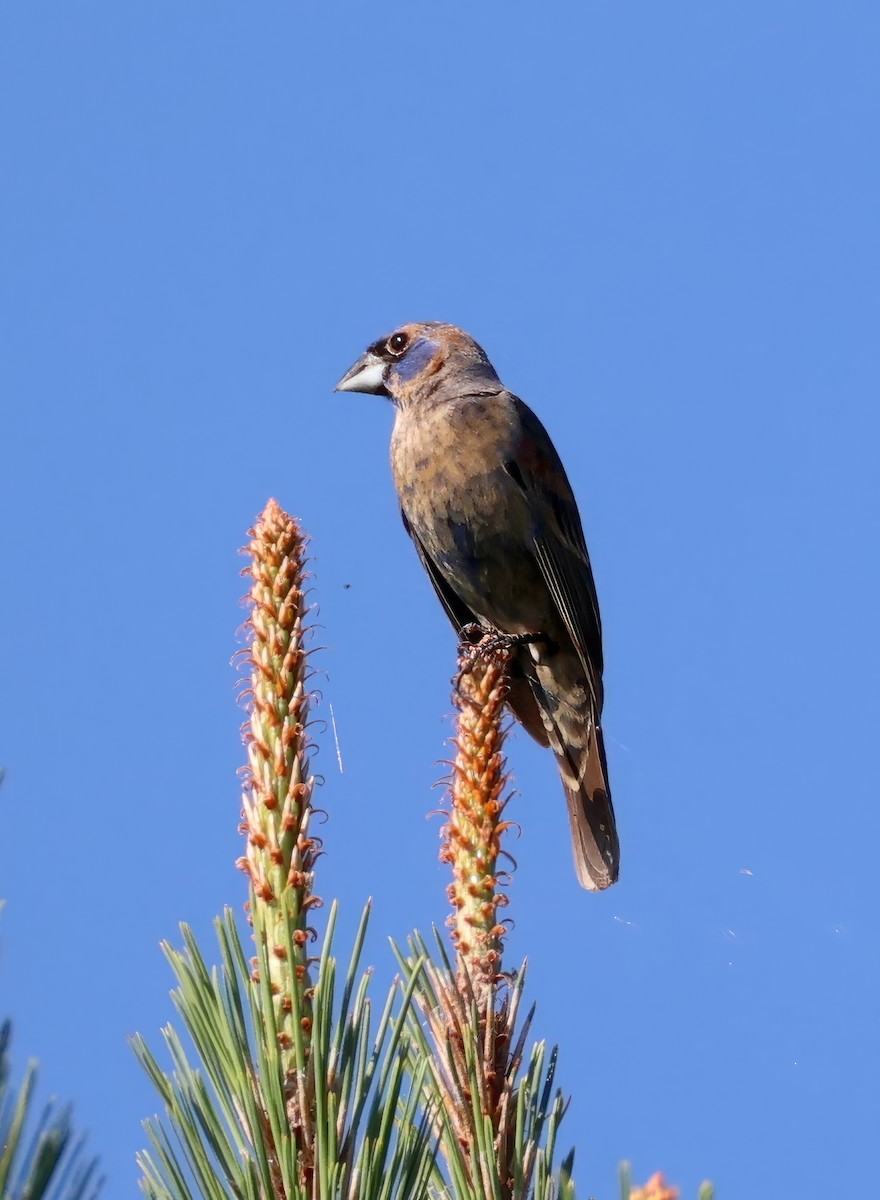 גבתאי כחול - ML638795534