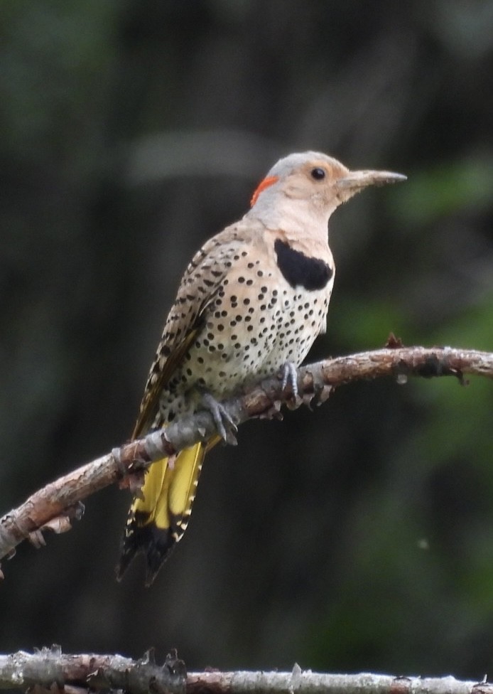 Northern Flicker - ML638795540