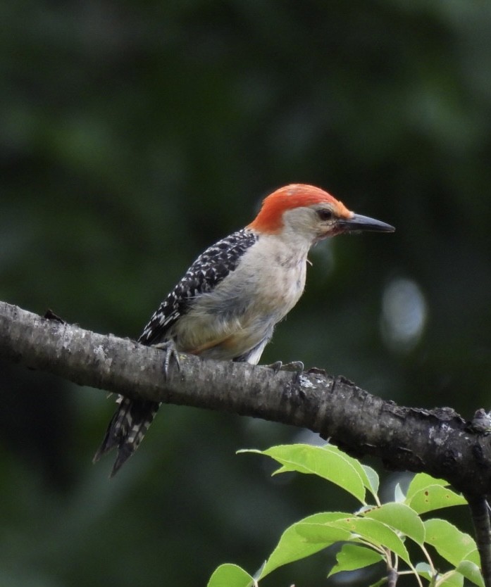 Red-bellied Woodpecker - ML638795545