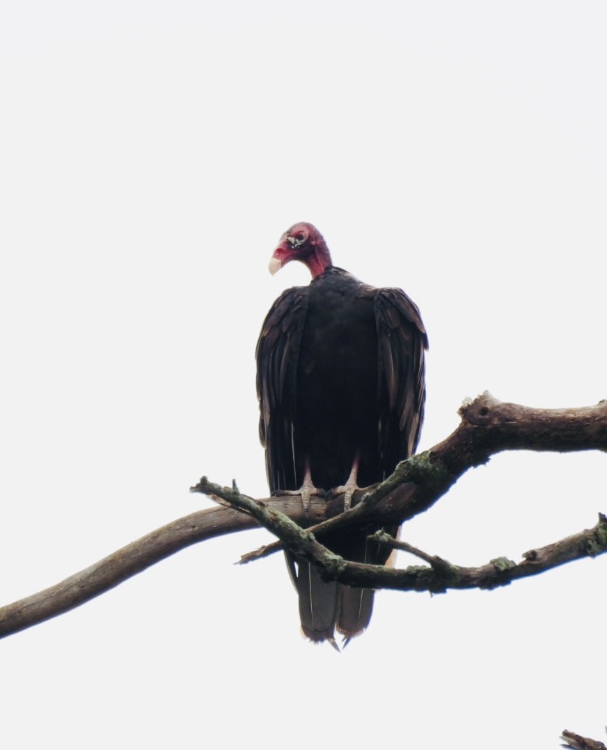 Turkey Vulture - ML638795560