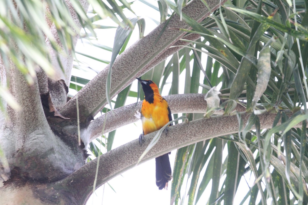 Spot-breasted Oriole - ML638795566