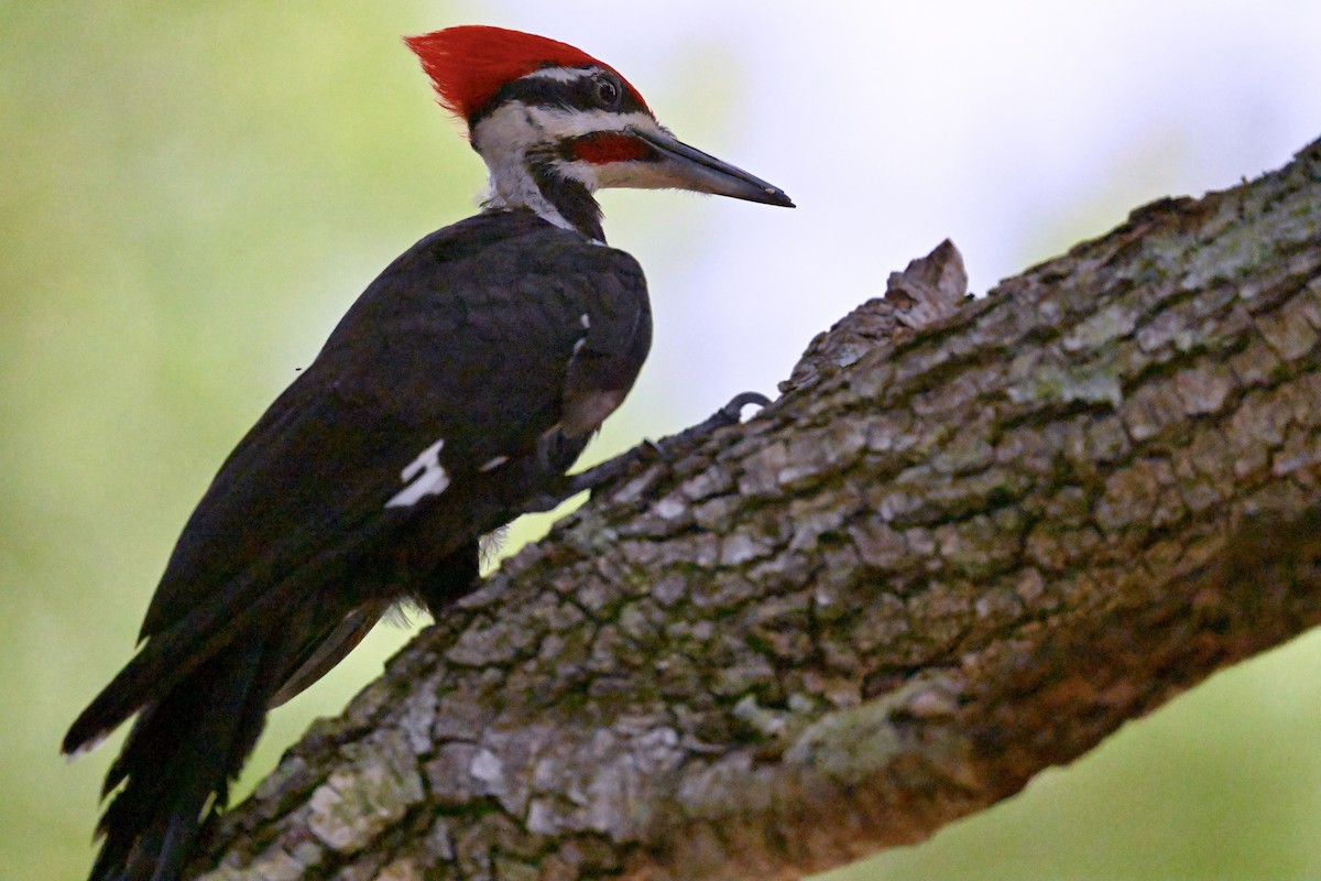 Pileated Woodpecker - ML638795599