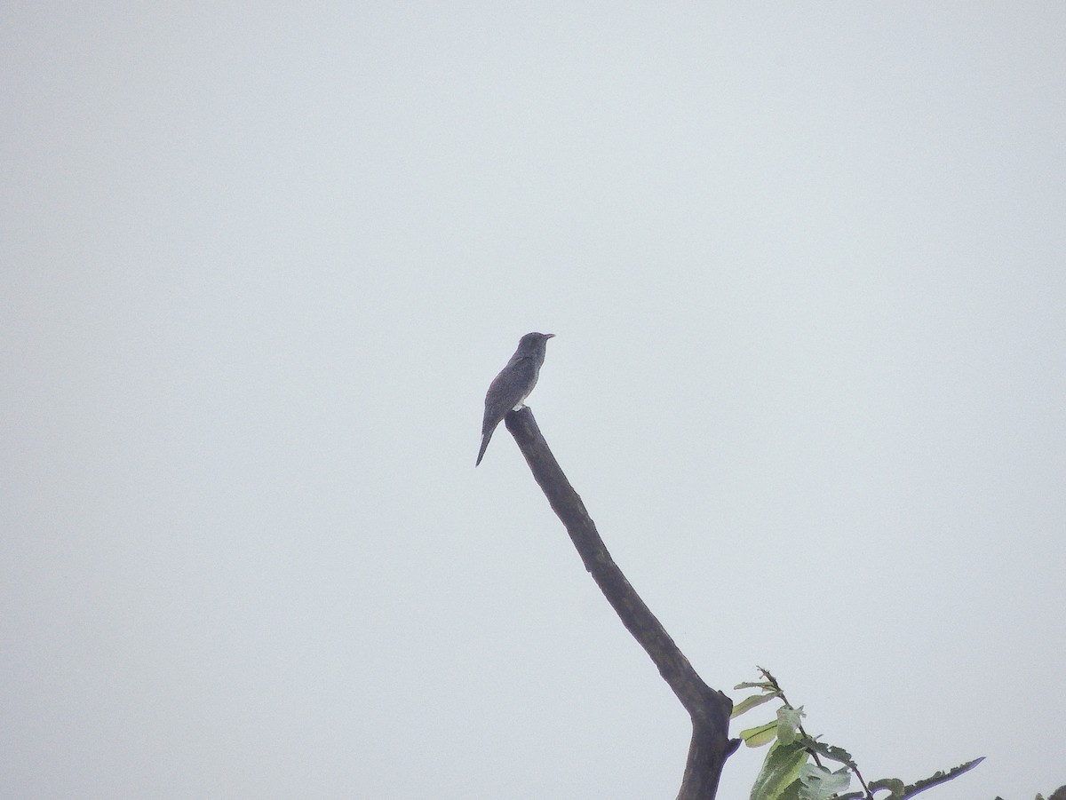 Gray-bellied Cuckoo - ML638795616