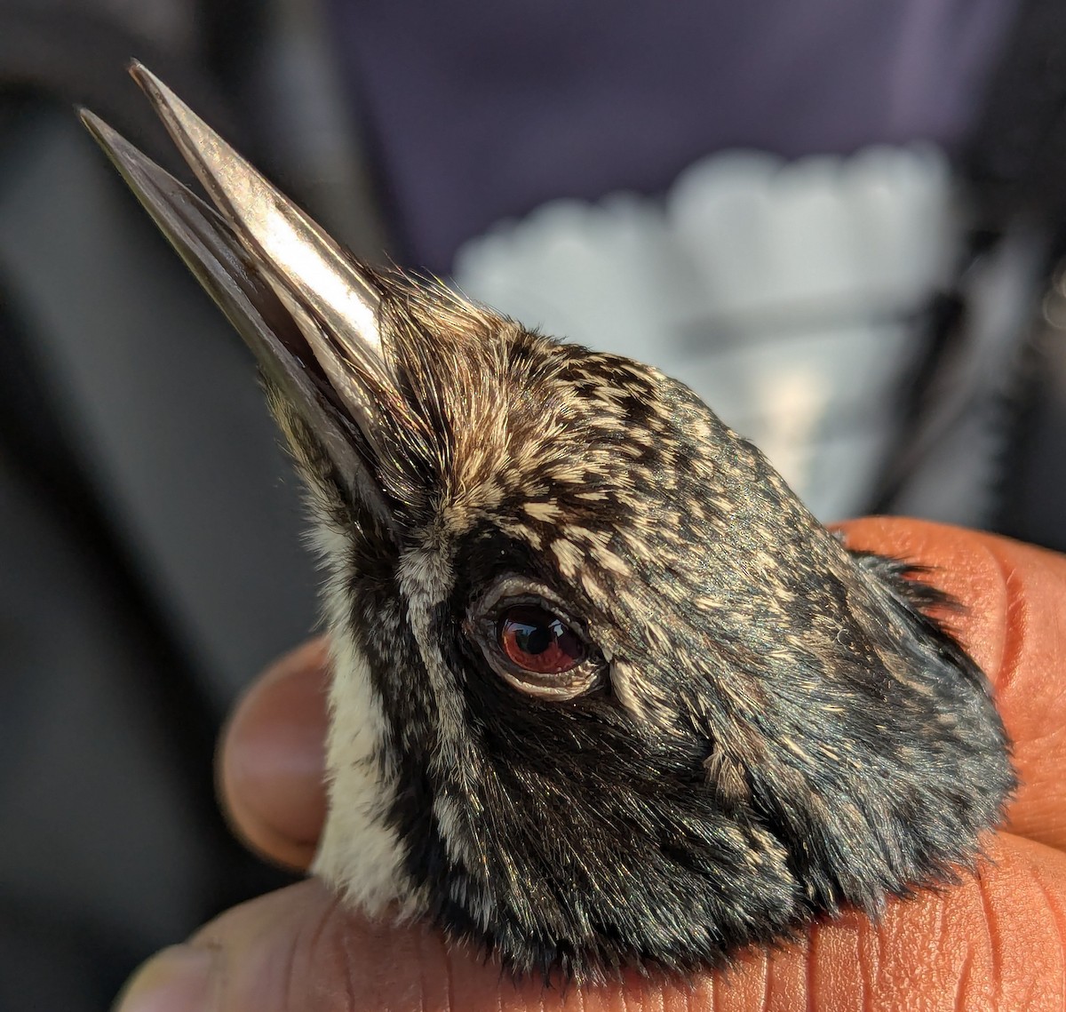 American Three-toed Woodpecker - ML638795635
