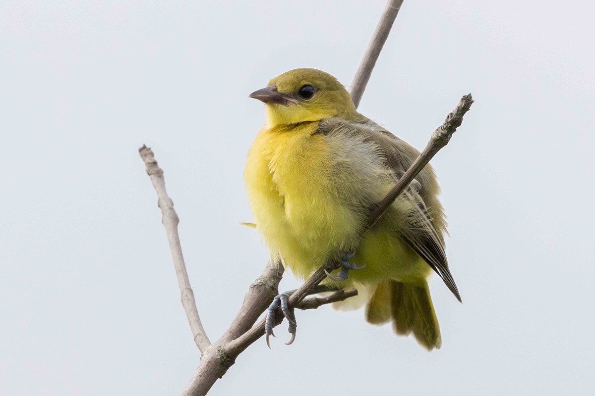 Orchard Oriole - ML638795659