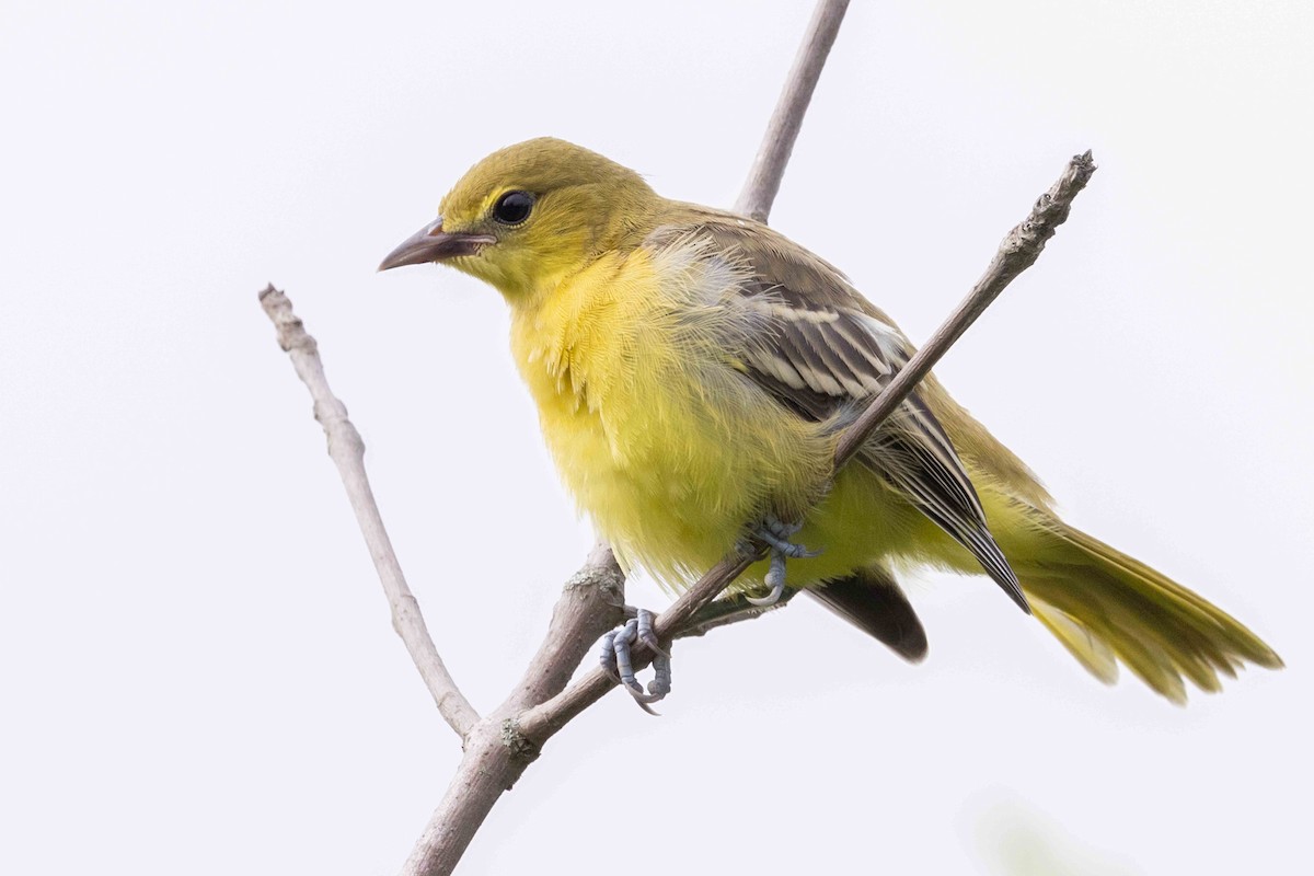 Orchard Oriole - ML638795665