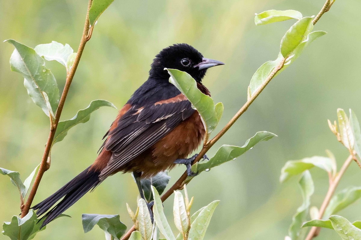 Orchard Oriole - ML638795667