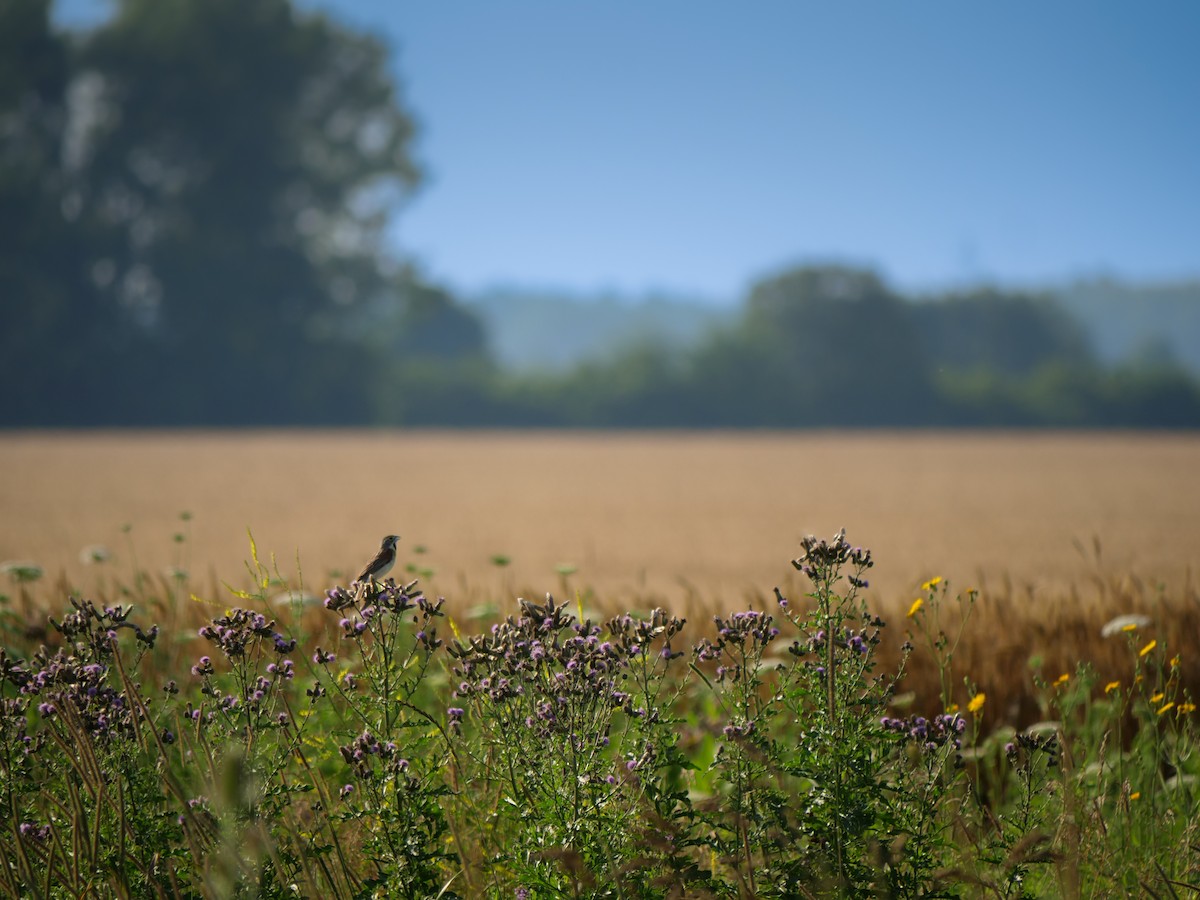 Dickcissel - ML638795687