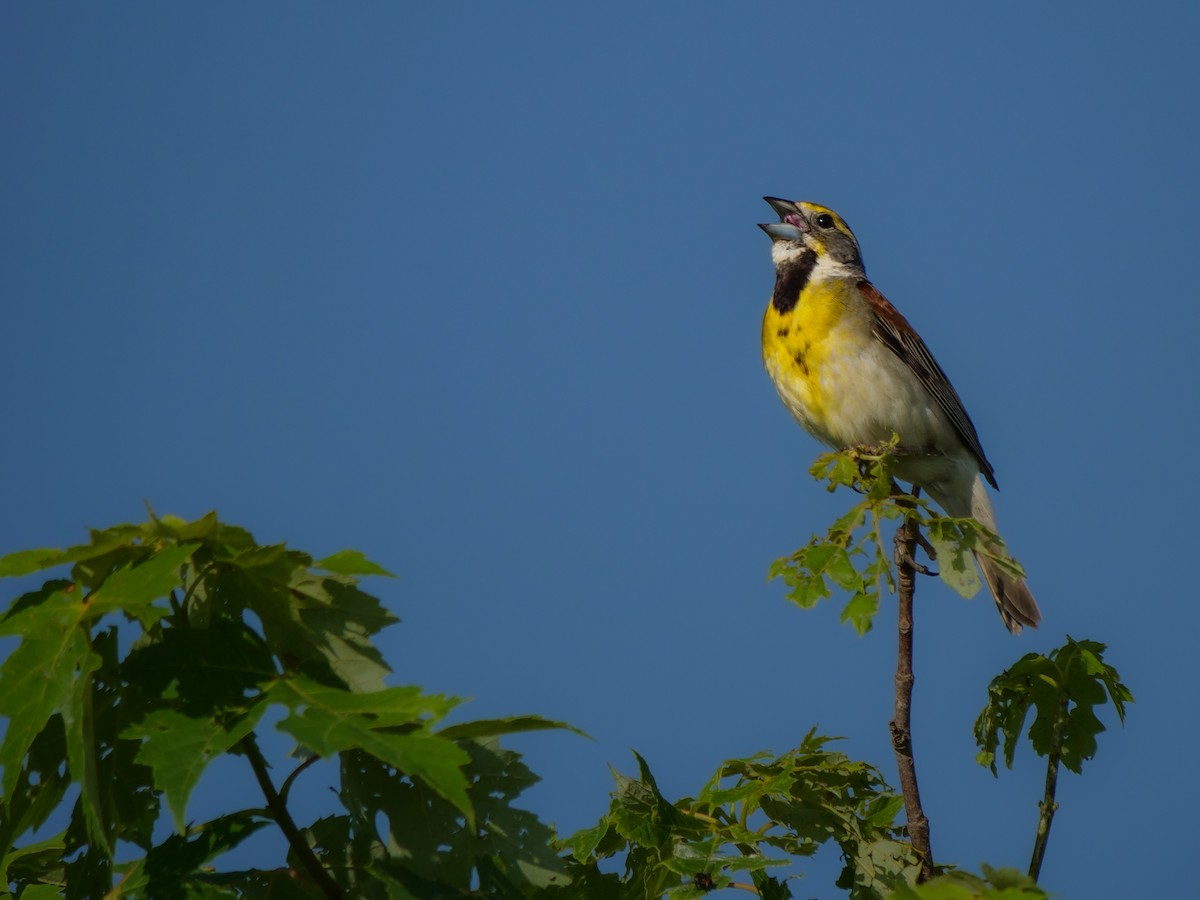Dickcissel - ML638795706