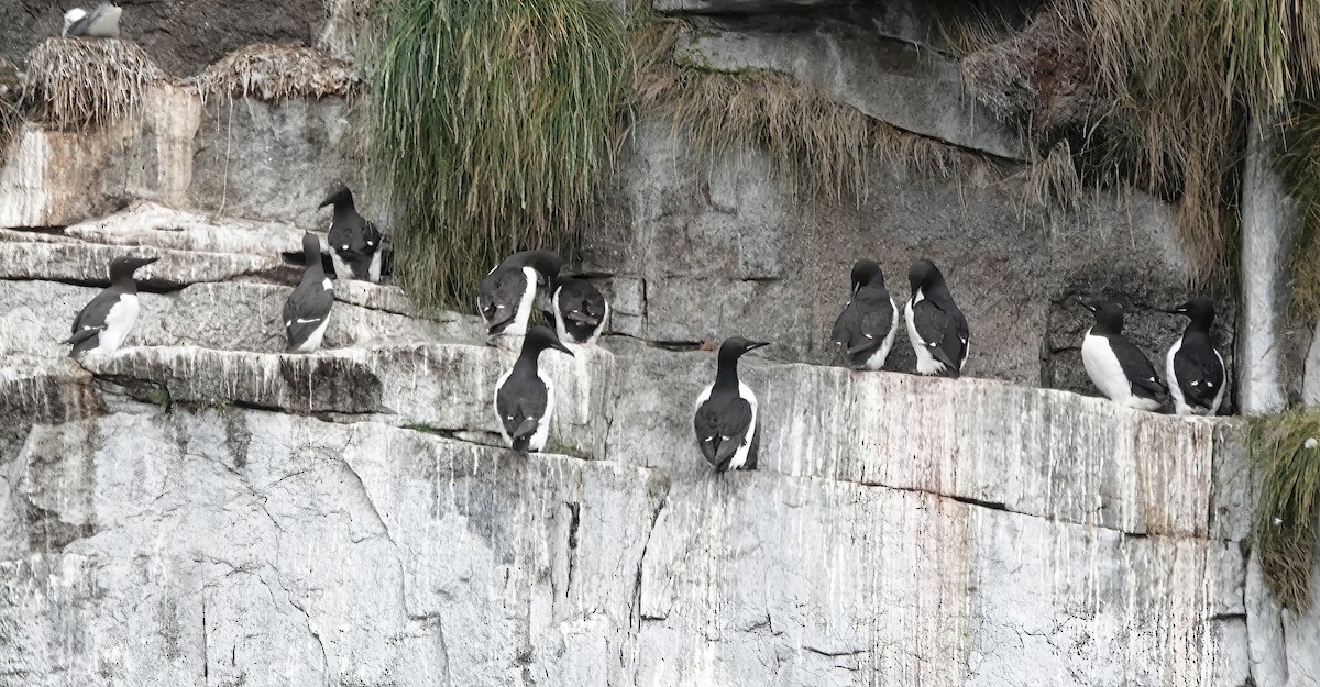 Thick-billed Murre - ML638795719