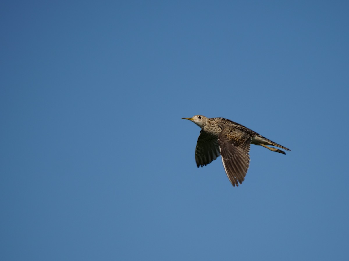 Upland Sandpiper - ML638795720
