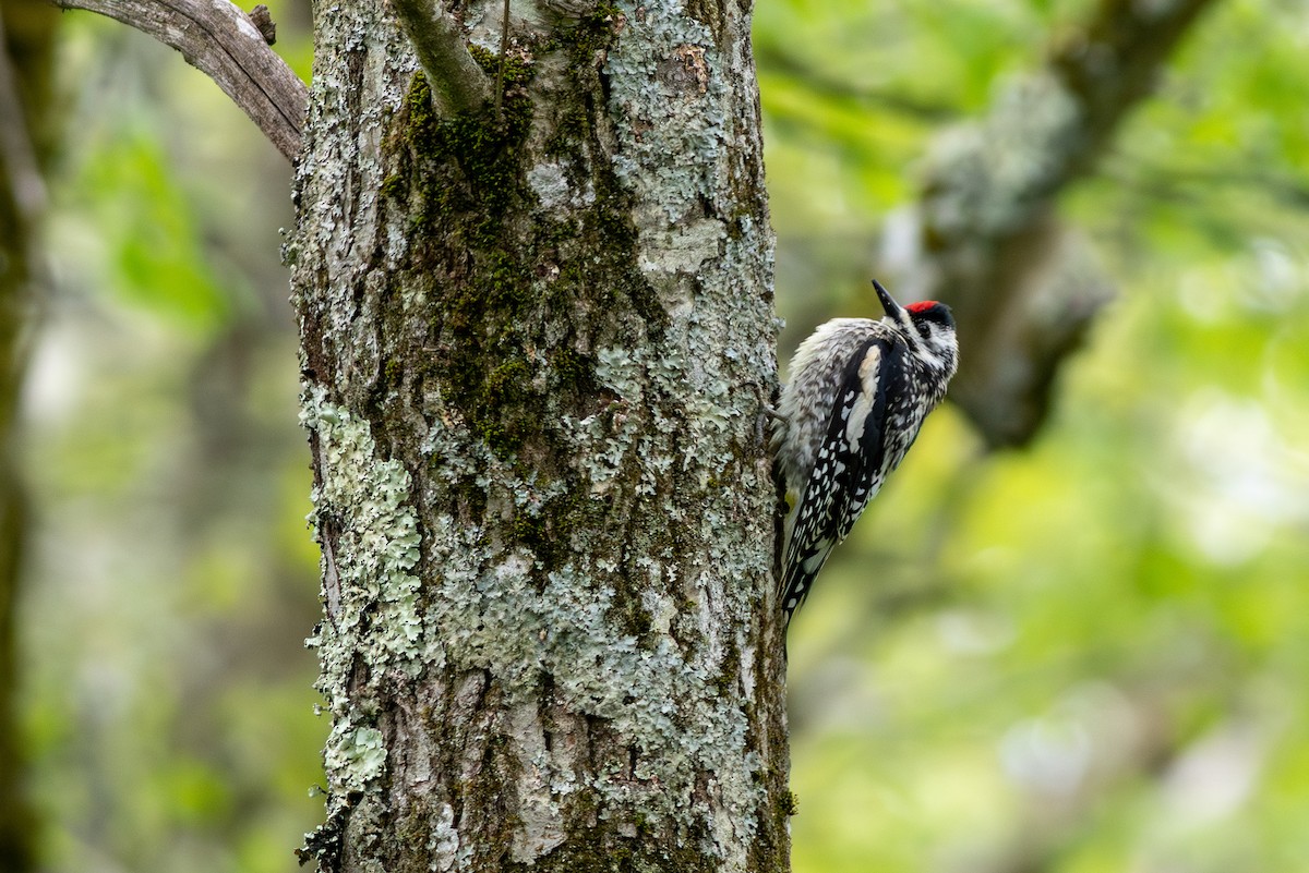 Yellow-bellied Sapsucker - ML638795764