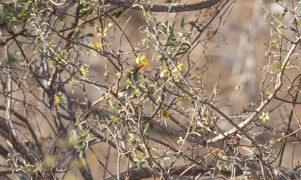 Red-headed Weaver - ML638795776