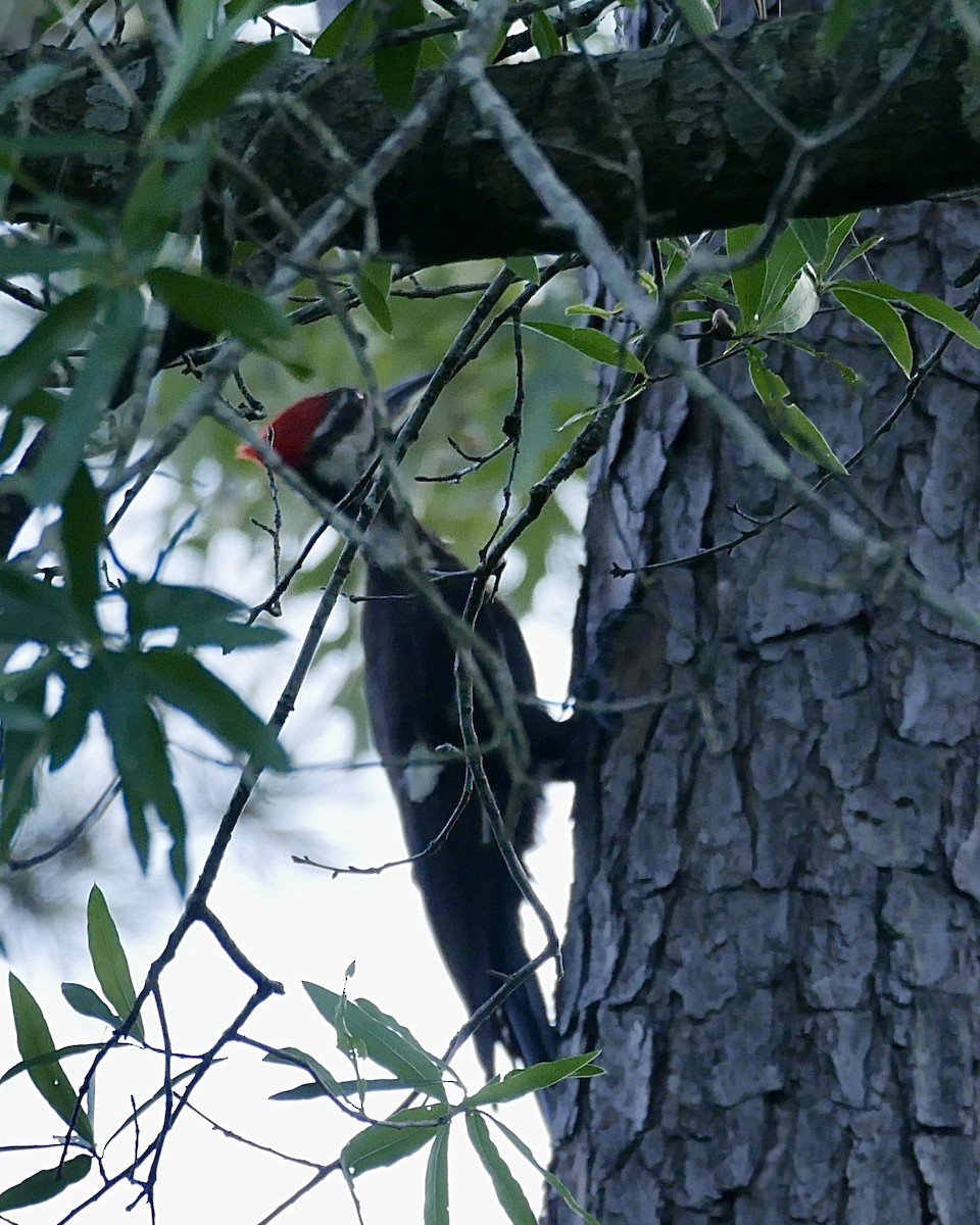 Pileated Woodpecker - ML638795780