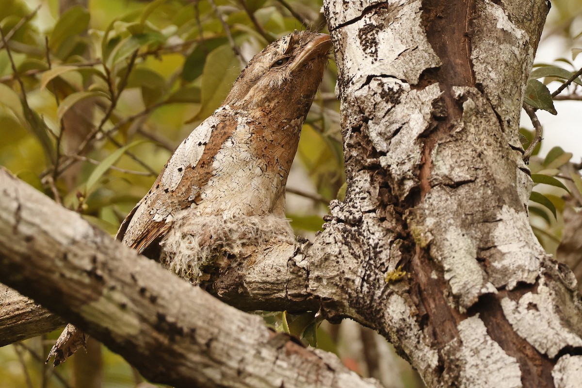 Sri Lanka Frogmouth - ML638795782