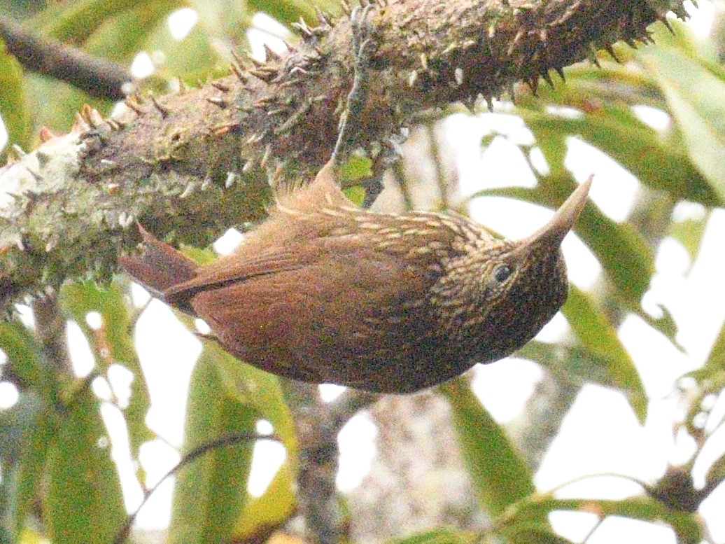 kremstrupetreløper - ML638795852