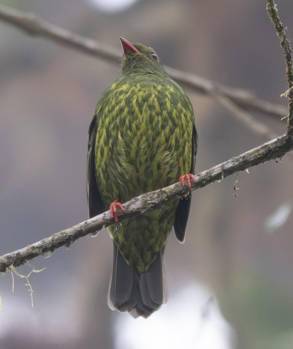 Cotinga vert et noir (groupe riefferii) - ML638795905