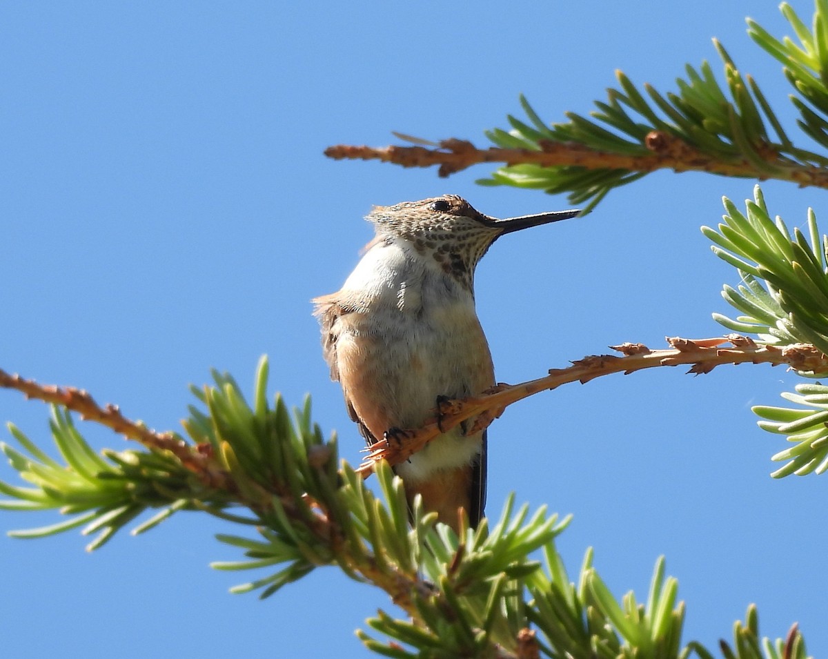 Rufous Hummingbird - ML638795931