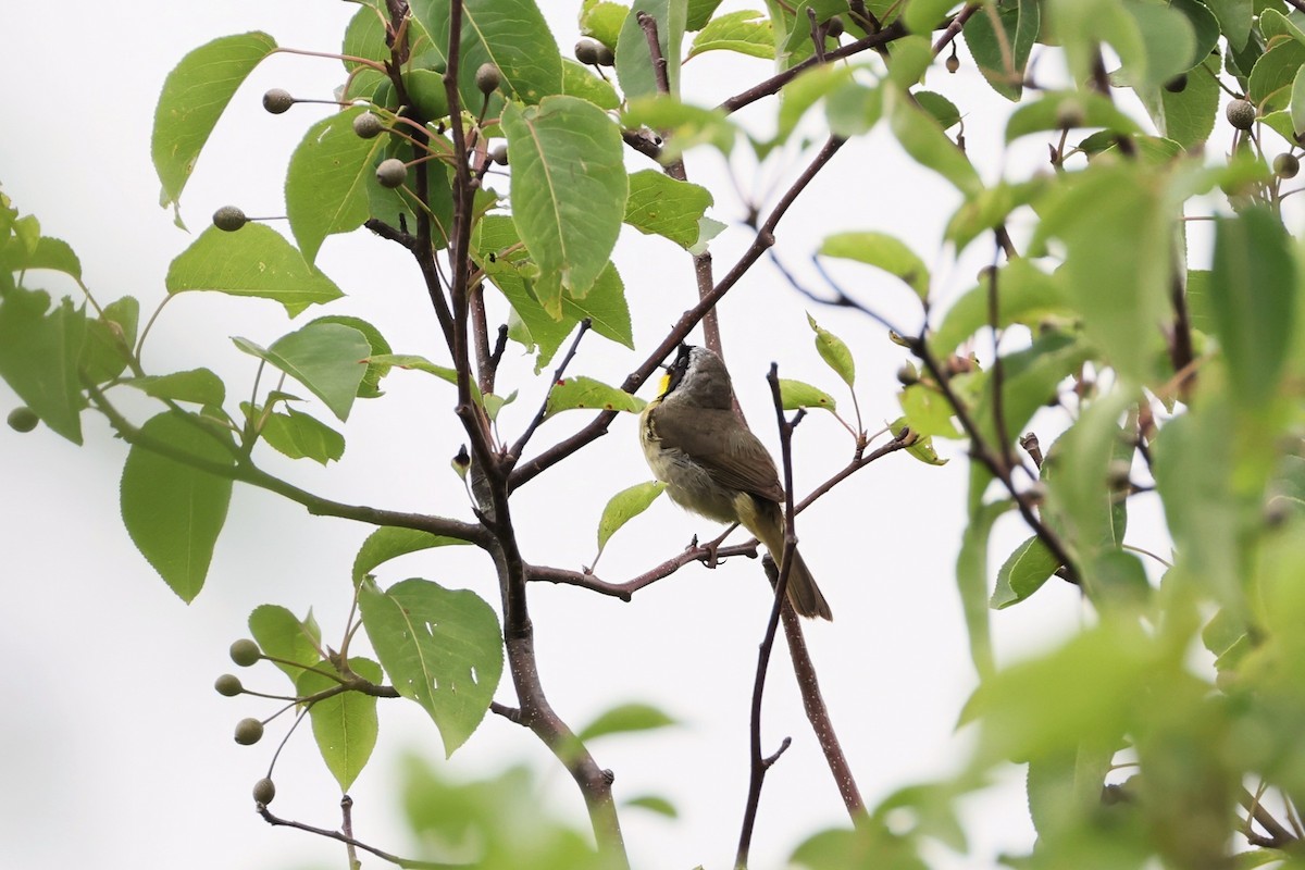 Common Yellowthroat - ML638795935