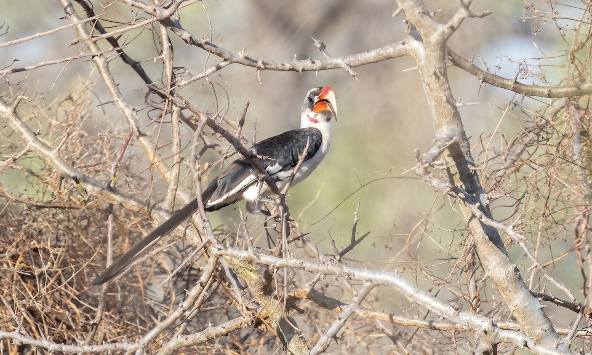 Von der Decken's Hornbill - ML638795937
