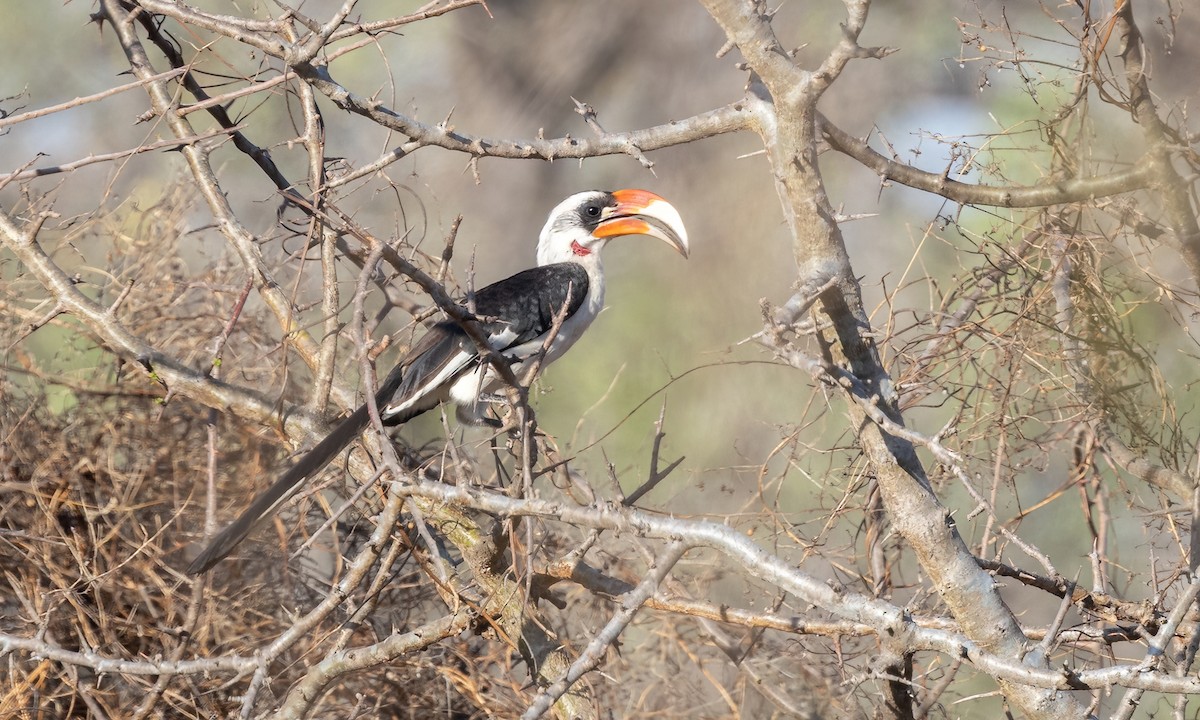 Von der Decken's Hornbill - ML638795938