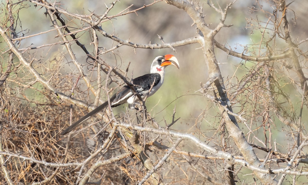 Von der Decken's Hornbill - ML638795939