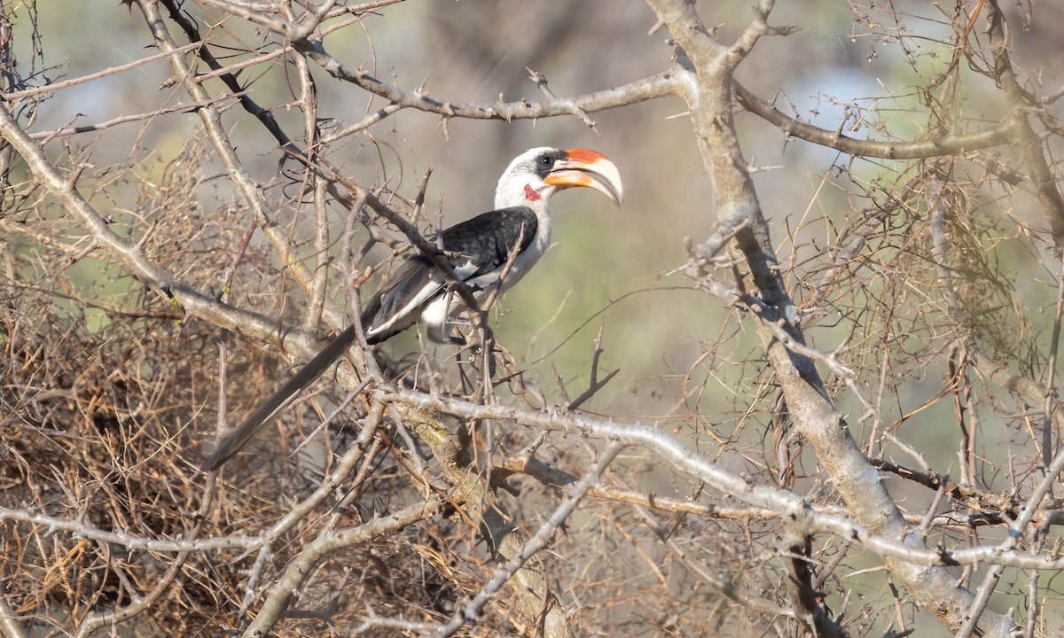 Von der Decken's Hornbill - ML638795940