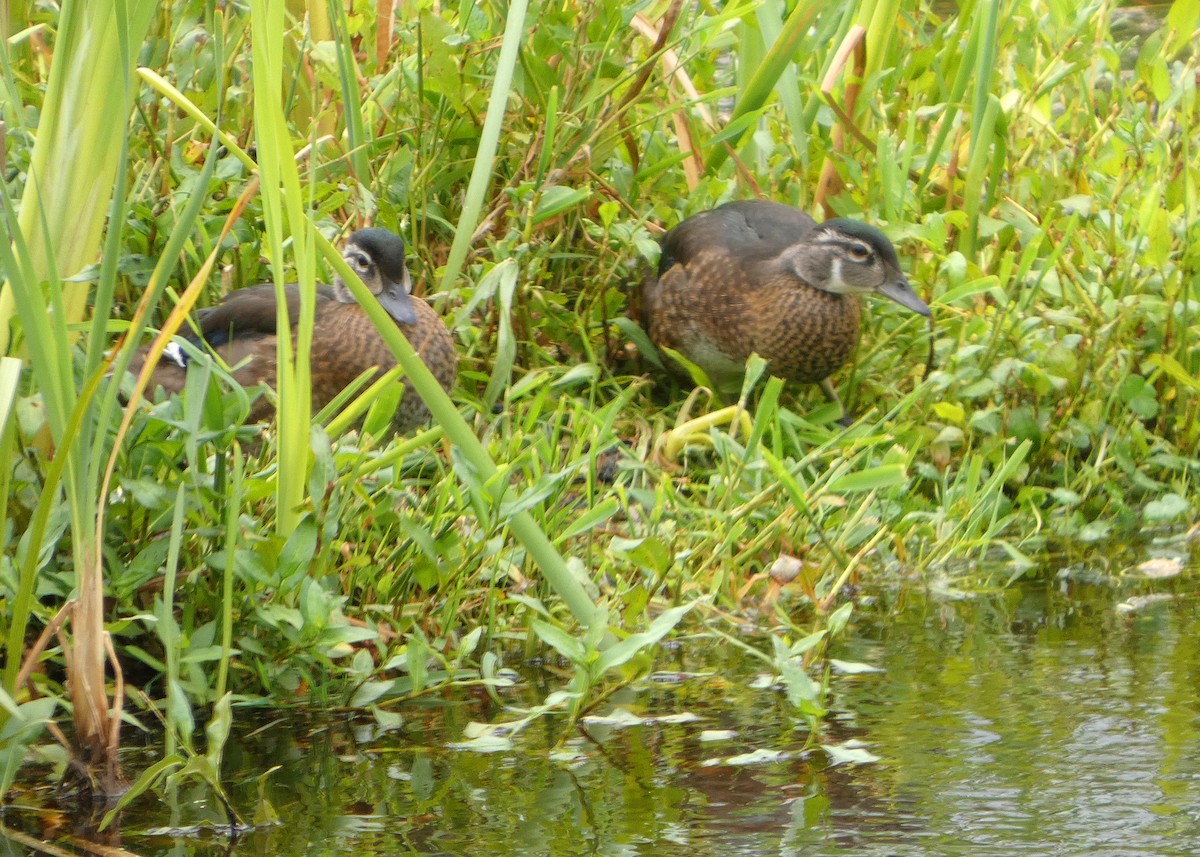 Wood Duck - ML638795941
