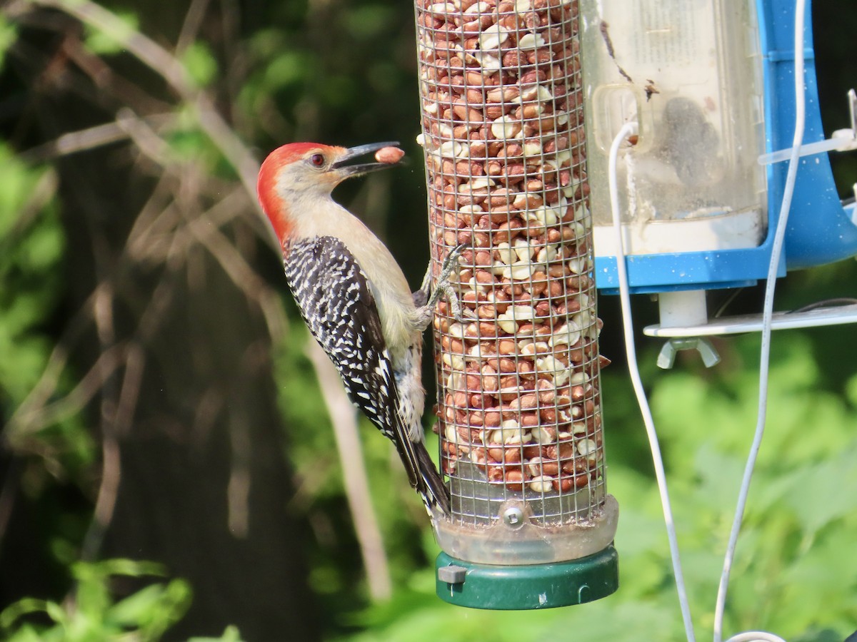 Red-bellied Woodpecker - ML638795943