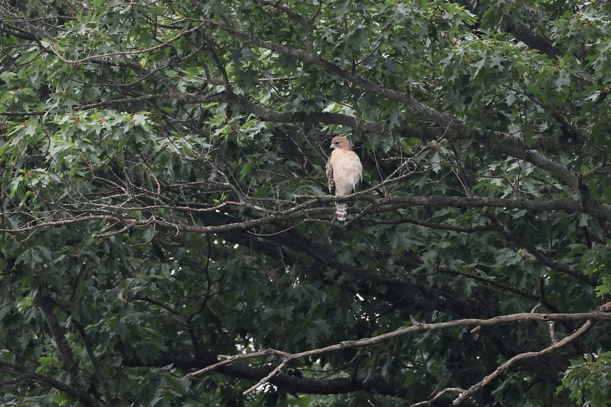 Red-shouldered Hawk - ML638795944