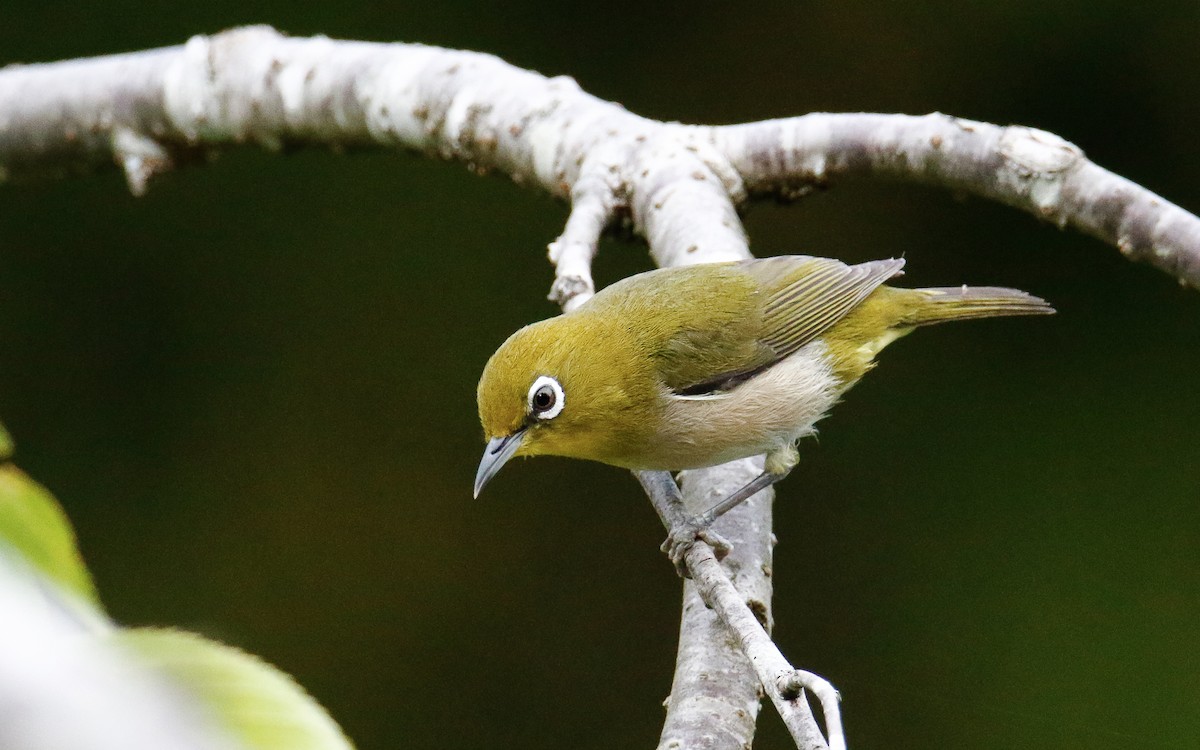 Warbling White-eye - ML638795945